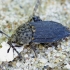 Neporinis maitvabalis - Thanatophilus dispar | Fotografijos autorius : Romas Ferenca | © Macrogamta.lt | Šis tinklapis priklauso bendruomenei kuri domisi makro fotografija ir fotografuoja gyvąjį makro pasaulį.