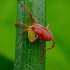 Erkė - Trombidium sp. | Fotografijos autorius : Romas Ferenca | © Macrogamta.lt | Šis tinklapis priklauso bendruomenei kuri domisi makro fotografija ir fotografuoja gyvąjį makro pasaulį.