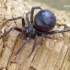 Brėžys - Steatoda sp. | Fotografijos autorius : Romas Ferenca | © Macrogamta.lt | Šis tinklapis priklauso bendruomenei kuri domisi makro fotografija ir fotografuoja gyvąjį makro pasaulį.