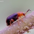 Šiurkščiakaktis gūbrinukas - Zeugophora scutellaris | Fotografijos autorius : Romas Ferenca | © Macrogamta.lt | Šis tinklapis priklauso bendruomenei kuri domisi makro fotografija ir fotografuoja gyvąjį makro pasaulį.