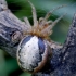 Raudonšonis plyšininkas - Zygiella atrica | Fotografijos autorius : Romas Ferenca | © Macrogamta.lt | Šis tinklapis priklauso bendruomenei kuri domisi makro fotografija ir fotografuoja gyvąjį makro pasaulį.