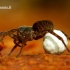 Pardosa lugubris s.str. - Paprastasis šuolininkas | Fotografijos autorius : Romas Ferenca | © Macrogamta.lt | Šis tinklapis priklauso bendruomenei kuri domisi makro fotografija ir fotografuoja gyvąjį makro pasaulį.