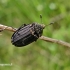 Smailiapetis maitvabalis - Thanatophilus sinuatus | Fotografijos autorius : Deividas Makavičius | © Macrogamta.lt | Šis tinklapis priklauso bendruomenei kuri domisi makro fotografija ir fotografuoja gyvąjį makro pasaulį.