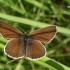 Baltajuostis melsvys - Eumedonia eumedon | Fotografijos autorius : Deividas Makavičius | © Macrogamta.lt | Šis tinklapis priklauso bendruomenei kuri domisi makro fotografija ir fotografuoja gyvąjį makro pasaulį.