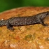 Skiauterėtasis tritonas - Triturus cristatus  | Fotografijos autorius : Deividas Makavičius | © Macrogamta.lt | Šis tinklapis priklauso bendruomenei kuri domisi makro fotografija ir fotografuoja gyvąjį makro pasaulį.