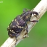 Didysis pušinis straubliukas - Hylobius abietis | Fotografijos autorius : Deividas Makavičius | © Macrogamta.lt | Šis tinklapis priklauso bendruomenei kuri domisi makro fotografija ir fotografuoja gyvąjį makro pasaulį.