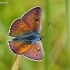 Čiobrelinis auksinukas - Lycaena alciphron | Fotografijos autorius : Deividas Makavičius | © Macrogamta.lt | Šis tinklapis priklauso bendruomenei kuri domisi makro fotografija ir fotografuoja gyvąjį makro pasaulį.