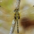 Mažoji skėtė - Leucorrhinia dubia, patelė | Fotografijos autorius : Deividas Makavičius | © Macrogamta.lt | Šis tinklapis priklauso bendruomenei kuri domisi makro fotografija ir fotografuoja gyvąjį makro pasaulį.