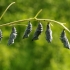 Raudonjuostė pleštekė - Nymphalis xanthomelas, leliukės | Fotografijos autorius : Deividas Makavičius | © Macrogamta.lt | Šis tinklapis priklauso bendruomenei kuri domisi makro fotografija ir fotografuoja gyvąjį makro pasaulį.