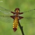 Plokščioji skėtė - Libellula depressa (patelė) | Fotografijos autorius : Deividas Makavičius | © Macrogamta.lt | Šis tinklapis priklauso bendruomenei kuri domisi makro fotografija ir fotografuoja gyvąjį makro pasaulį.