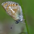 Baltajuostis melsvys - Eumedonia eumedon | Fotografijos autorius : Deividas Makavičius | © Macrogamta.lt | Šis tinklapis priklauso bendruomenei kuri domisi makro fotografija ir fotografuoja gyvąjį makro pasaulį.