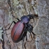 Šionherio žygis - Carabus (Pachycranion) schoenherri | Fotografijos autorius : Deividas Makavičius | © Macrogamta.lt | Šis tinklapis priklauso bendruomenei kuri domisi makro fotografija ir fotografuoja gyvąjį makro pasaulį.