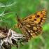 Carterocephalus silvicola - Geltonmargė hesperija | Fotografijos autorius : Deividas Makavičius | © Macrogamta.lt | Šis tinklapis priklauso bendruomenei kuri domisi makro fotografija ir fotografuoja gyvąjį makro pasaulį.