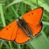 Lycaena dispar - Didysis auksinukas | Fotografijos autorius : Deividas Makavičius | © Macrogamta.lt | Šis tinklapis priklauso bendruomenei kuri domisi makro fotografija ir fotografuoja gyvąjį makro pasaulį.