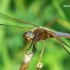 Libellula fulva - Rusvoji skėtė | Fotografijos autorius : Deividas Makavičius | © Macrogamta.lt | Šis tinklapis priklauso bendruomenei kuri domisi makro fotografija ir fotografuoja gyvąjį makro pasaulį.