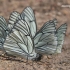 Aporia crataegi - Gudobelinis baltukas / Šliaudrys | Fotografijos autorius : Deividas Makavičius | © Macrogamta.lt | Šis tinklapis priklauso bendruomenei kuri domisi makro fotografija ir fotografuoja gyvąjį makro pasaulį.