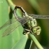 Ophiogomphus cecilia - Pleištinis laumžirgis | Fotografijos autorius : Deividas Makavičius | © Macrogamta.lt | Šis tinklapis priklauso bendruomenei kuri domisi makro fotografija ir fotografuoja gyvąjį makro pasaulį.