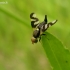 Daginė margasparnė - Urophora cardui | Fotografijos autorius : Nomeda Vėlavičienė | © Macrogamta.lt | Šis tinklapis priklauso bendruomenei kuri domisi makro fotografija ir fotografuoja gyvąjį makro pasaulį.