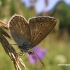 Baltajuostis melsvys - Eumedonia eumedon | Fotografijos autorius : Nomeda Vėlavičienė | © Macrogamta.lt | Šis tinklapis priklauso bendruomenei kuri domisi makro fotografija ir fotografuoja gyvąjį makro pasaulį.