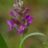 Raudonoji gegūnė - Dactylorhiza incarnata | Fotografijos autorius : Nomeda Vėlavičienė | © Macrogamta.lt | Šis tinklapis priklauso bendruomenei kuri domisi makro fotografija ir fotografuoja gyvąjį makro pasaulį.