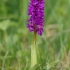 Vyriškoji gegužraibė - Orchis mascula | Fotografijos autorius : Nomeda Vėlavičienė | © Macrogamta.lt | Šis tinklapis priklauso bendruomenei kuri domisi makro fotografija ir fotografuoja gyvąjį makro pasaulį.