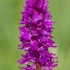 Vyriškoji gegužraibė - Orchis mascula | Fotografijos autorius : Nomeda Vėlavičienė | © Macrogamta.lt | Šis tinklapis priklauso bendruomenei kuri domisi makro fotografija ir fotografuoja gyvąjį makro pasaulį.