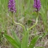 Šalmuotoji gegužraibė - Orchis militaris | Fotografijos autorius : Nomeda Vėlavičienė | © Macrogamta.lt | Šis tinklapis priklauso bendruomenei kuri domisi makro fotografija ir fotografuoja gyvąjį makro pasaulį.