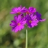 Raktažolė pelenėlė - Primula farinosa | Fotografijos autorius : Nomeda Vėlavičienė | © Macrogamta.lt | Šis tinklapis priklauso bendruomenei kuri domisi makro fotografija ir fotografuoja gyvąjį makro pasaulį.