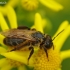 ? | Fotografijos autorius : Nomeda Vėlavičienė | © Macrogamta.lt | Šis tinklapis priklauso bendruomenei kuri domisi makro fotografija ir fotografuoja gyvąjį makro pasaulį.