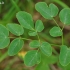 Plačialapis begalis - Laserpitium latifolium | Fotografijos autorius : Nomeda Vėlavičienė | © Macrogamta.lt | Šis tinklapis priklauso bendruomenei kuri domisi makro fotografija ir fotografuoja gyvąjį makro pasaulį.