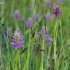 Baltijinė gegūnė - Dactylorhiza majalis subsp. baltica | Fotografijos autorius : Nomeda Vėlavičienė | © Macrogamta.lt | Šis tinklapis priklauso bendruomenei kuri domisi makro fotografija ir fotografuoja gyvąjį makro pasaulį.