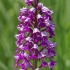 Šalmuotoji gegužraibė - Orchis militaris | Fotografijos autorius : Nomeda Vėlavičienė | © Macrogamta.lt | Šis tinklapis priklauso bendruomenei kuri domisi makro fotografija ir fotografuoja gyvąjį makro pasaulį.