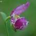 Klumpaitė - Cypripedium guttatum | Fotografijos autorius : Nomeda Vėlavičienė | © Macrogamta.lt | Šis tinklapis priklauso bendruomenei kuri domisi makro fotografija ir fotografuoja gyvąjį makro pasaulį.