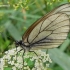 Aporia crataegi - Gudobelinis baltukas / Šliaudrys | Fotografijos autorius : Nomeda Vėlavičienė | © Macrogamta.lt | Šis tinklapis priklauso bendruomenei kuri domisi makro fotografija ir fotografuoja gyvąjį makro pasaulį.