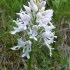 Šalmuotoji gegužraibė - Orchis militaris f. albiflora | Fotografijos autorius : Nomeda Vėlavičienė | © Macrogamta.lt | Šis tinklapis priklauso bendruomenei kuri domisi makro fotografija ir fotografuoja gyvąjį makro pasaulį.