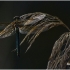 Cordulia aenea - Bronzinė skėtė | Fotografijos autorius : Valdimantas Grigonis | © Macrogamta.lt | Šis tinklapis priklauso bendruomenei kuri domisi makro fotografija ir fotografuoja gyvąjį makro pasaulį.