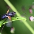 Zophomyia temula - Dygliamusė | Fotografijos autorius : Valdimantas Grigonis | © Macrogamta.lt | Šis tinklapis priklauso bendruomenei kuri domisi makro fotografija ir fotografuoja gyvąjį makro pasaulį.