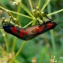 Zygaena lonicerae - Paprastasis marguolis | Fotografijos autorius : Valdimantas Grigonis | © Macrogamta.lt | Šis tinklapis priklauso bendruomenei kuri domisi makro fotografija ir fotografuoja gyvąjį makro pasaulį.