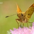 Ochlodes sylvanus - Miškinis storgalvis | Fotografijos autorius : Vilius Grigaliūnas | © Macrogamta.lt | Šis tinklapis priklauso bendruomenei kuri domisi makro fotografija ir fotografuoja gyvąjį makro pasaulį.