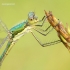 Lestes dryas - Blizgančioji strėliukė | Fotografijos autorius : Vilius Grigaliūnas | © Macrogamta.lt | Šis tinklapis priklauso bendruomenei kuri domisi makro fotografija ir fotografuoja gyvąjį makro pasaulį.