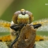 Libellula quadrimaculata - Keturtaškė skėtė | Fotografijos autorius : Vilius Grigaliūnas | © Macrogamta.lt | Šis tinklapis priklauso bendruomenei kuri domisi makro fotografija ir fotografuoja gyvąjį makro pasaulį.