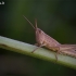 Neporinis skėriukas - Chrysochraon dispar, nimfa | Fotografijos autorius : Vilius Grigaliūnas | © Macrogamta.lt | Šis tinklapis priklauso bendruomenei kuri domisi makro fotografija ir fotografuoja gyvąjį makro pasaulį.