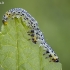 Pjūklelis - Nematus sp. | Fotografijos autorius : Vilius Grigaliūnas | © Macrogamta.lt | Šis tinklapis priklauso bendruomenei kuri domisi makro fotografija ir fotografuoja gyvąjį makro pasaulį.