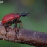 Lazdyninis cigarsukis - Apoderus coryli  | Fotografijos autorius : Vilius Grigaliūnas | © Macrogamta.lt | Šis tinklapis priklauso bendruomenei kuri domisi makro fotografija ir fotografuoja gyvąjį makro pasaulį.