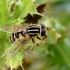 Žiedmusė - Helophilus pendulus | Fotografijos autorius : Rasa Gražulevičiūtė | © Macrogamta.lt | Šis tinklapis priklauso bendruomenei kuri domisi makro fotografija ir fotografuoja gyvąjį makro pasaulį.