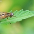 Helophilus hybridus - Žiedmusė | Fotografijos autorius : Gediminas Gražulevičius | © Macrogamta.lt | Šis tinklapis priklauso bendruomenei kuri domisi makro fotografija ir fotografuoja gyvąjį makro pasaulį.