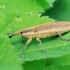 Lixus iridis - Maudinis stiebastraublis | Fotografijos autorius : Gediminas Gražulevičius | © Macrogamta.lt | Šis tinklapis priklauso bendruomenei kuri domisi makro fotografija ir fotografuoja gyvąjį makro pasaulį.