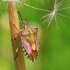 Carpocoris purpureipennis - Rausvasparnė skydblakė | Fotografijos autorius : Gediminas Gražulevičius | © Macrogamta.lt | Šis tinklapis priklauso bendruomenei kuri domisi makro fotografija ir fotografuoja gyvąjį makro pasaulį.