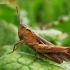 Skėriukas | Fotografijos autorius : Rasa Gražulevičiūtė | © Macrogamta.lt | Šis tinklapis priklauso bendruomenei kuri domisi makro fotografija ir fotografuoja gyvąjį makro pasaulį.