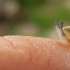 Šviesialūpės dryžės - Cepaea hortensis jauniklis | Fotografijos autorius : Rasa Gražulevičiūtė | © Macrogamta.lt | Šis tinklapis priklauso bendruomenei kuri domisi makro fotografija ir fotografuoja gyvąjį makro pasaulį.